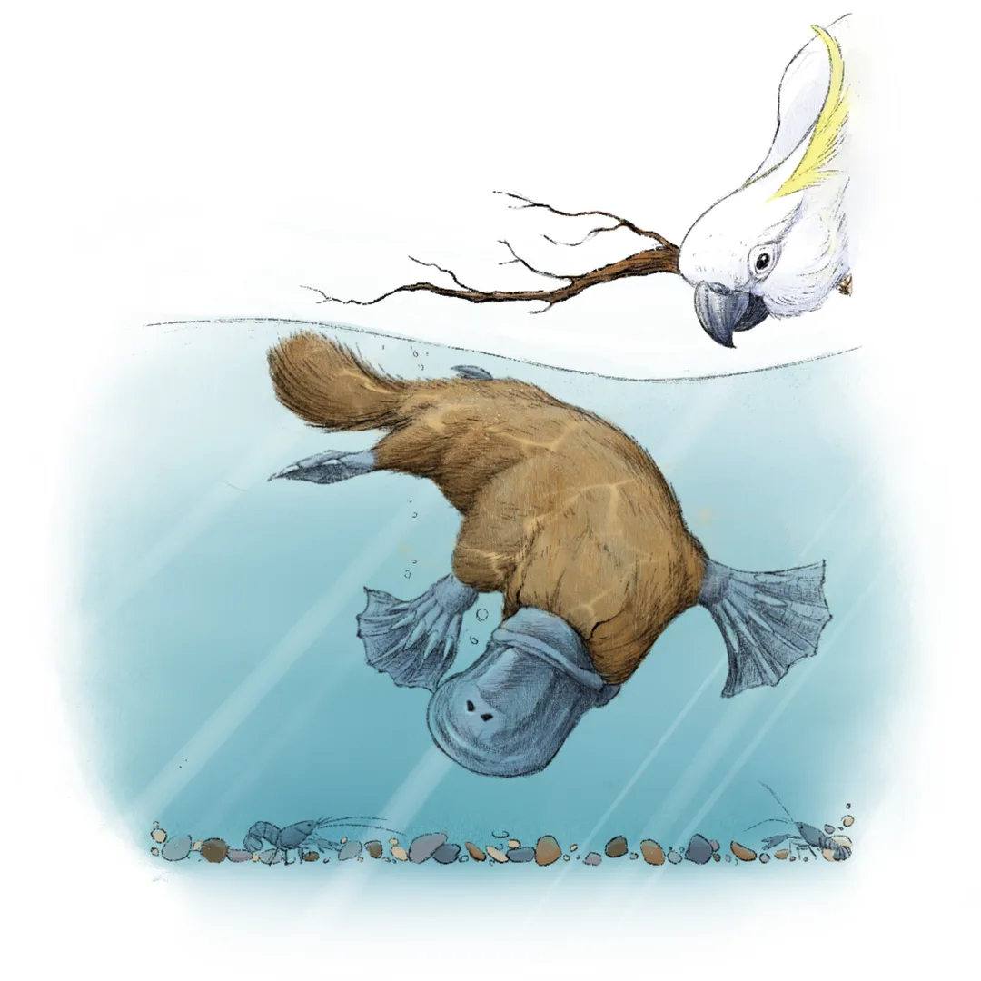 Duck-Billed Platypus wildlife photography