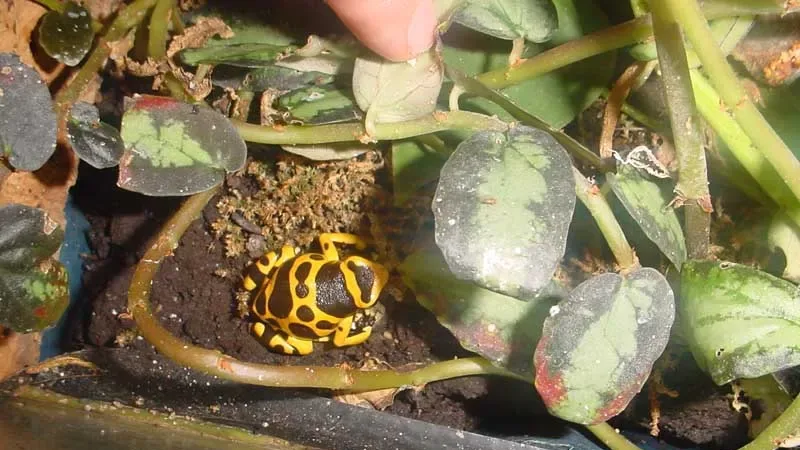 Dendrobates leucomelas