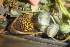 Dendrobates leucomelas