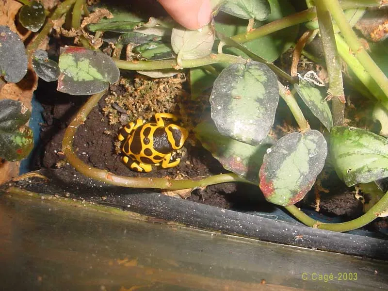 Yellow-Banded Poison Dart Frog