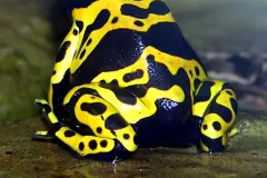 Yellow-banded Poison Dart frog Dendrobates leucomelas at Bristol Zoo, Bristol, England. Photographed