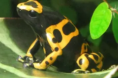 Dendrobates leucomelas on a bromeliad