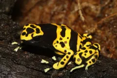 Yellow-Banded Poison Dart Frog, Yellow-Headed Poison Dart Frog or Bumblebee Poison Frog, Dendrobates