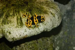 A male Dendrobates leucomelas 'Banded' climbing at the Buffalo Zoo.