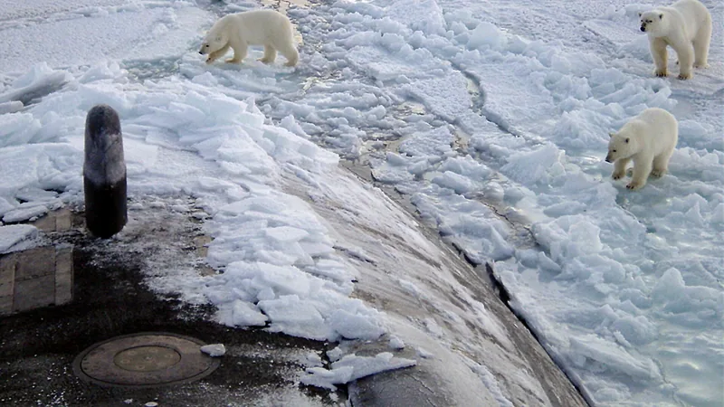 Polar Bear in natural habitat