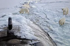 Polar Bear in natural habitat
