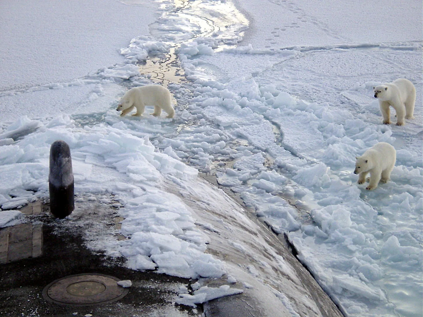 Polar Bear in natural habitat