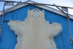 Polar Bear in natural habitat
