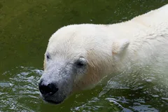 Polar Bear in natural habitat