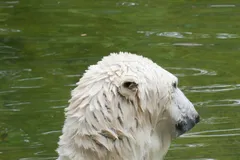 Polar Bear in natural habitat