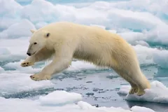 Polar Bear in natural habitat