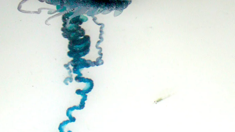 Portuguese Man o' War in natural habitat