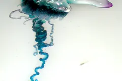 Portuguese Man o' War in natural habitat