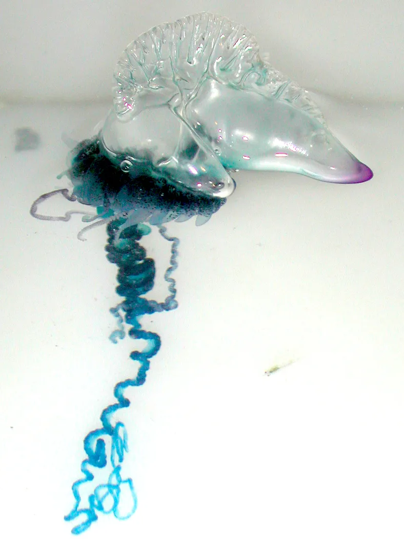 Portuguese Man o' War in natural habitat