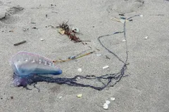 Portuguese Man o' War in natural habitat