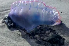 Portuguese Man o' War in natural habitat