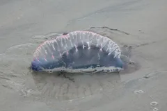 Portuguese Man o' War in natural habitat