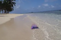 Portuguese Man o' War in natural habitat