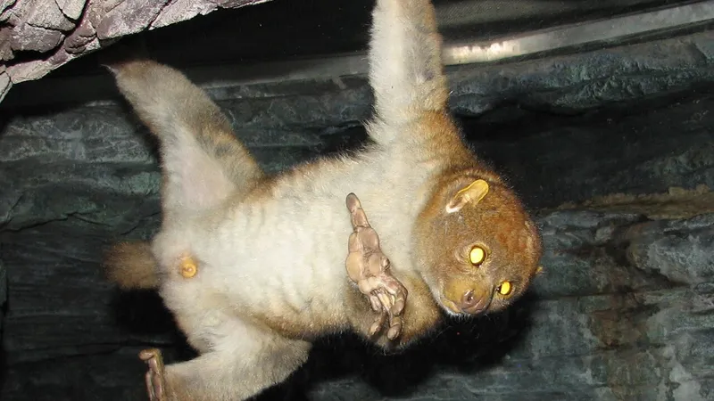 Potto (Perodicticus potto) in native wild habitat
