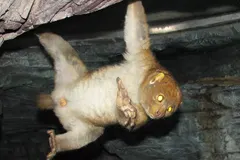 Potto (Perodicticus potto) in native wild habitat