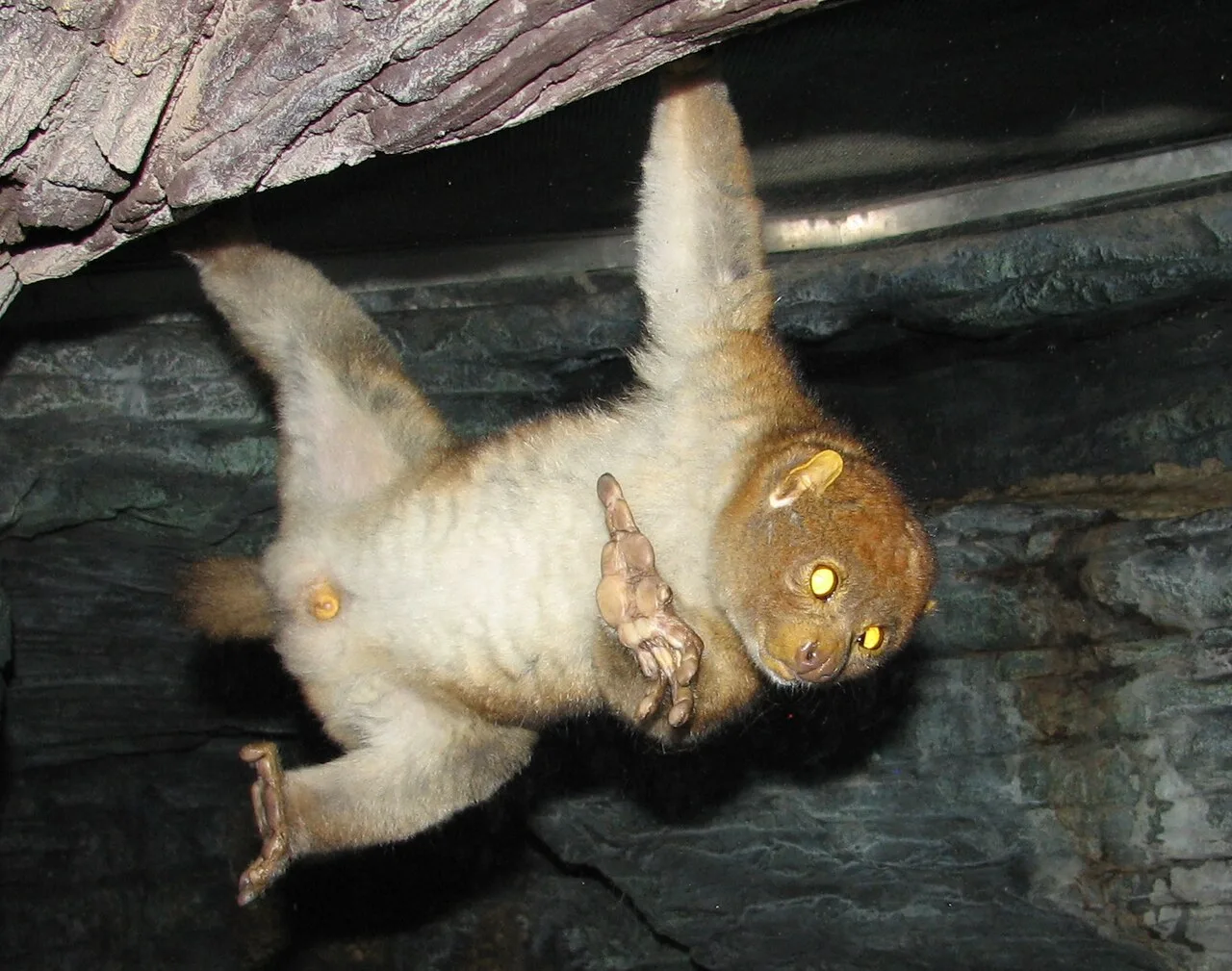 Potto (Perodicticus potto) in native wild habitat