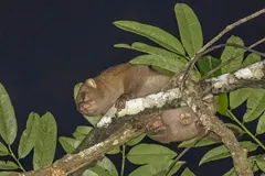 Potto (Perodicticus potto) climbing in wild West African rainforest canopy