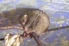 Potto (Perodicticus potto) in native wild habitat