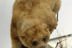 Potto (Perodicticus potto) active at night in tropical canopy