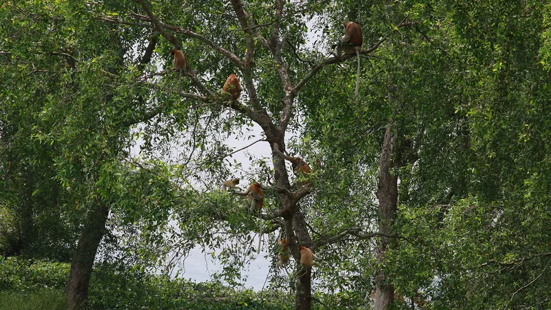 Proboscis Monkey in natural habitat