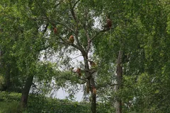 Proboscis Monkey in natural habitat