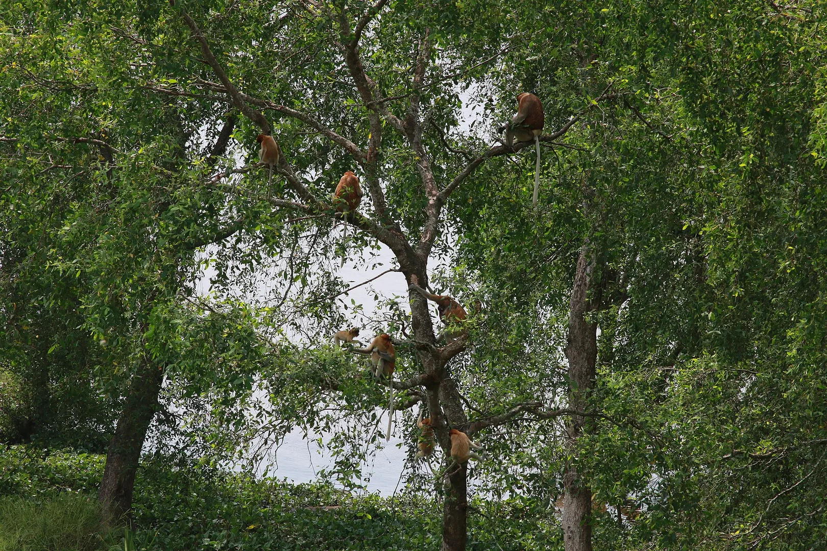 Proboscis Monkey in natural habitat