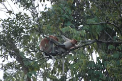 Proboscis Monkey in natural habitat