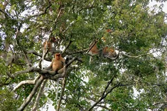 Proboscis Monkey in natural habitat