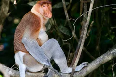 Proboscis Monkey in natural habitat