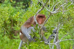 Proboscis Monkey in natural habitat