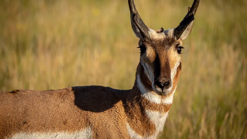 Pronghorn buck facing the camera, its black forked horns and white throat bands lit by the sun