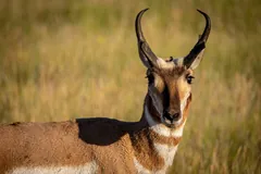 Pronghorn