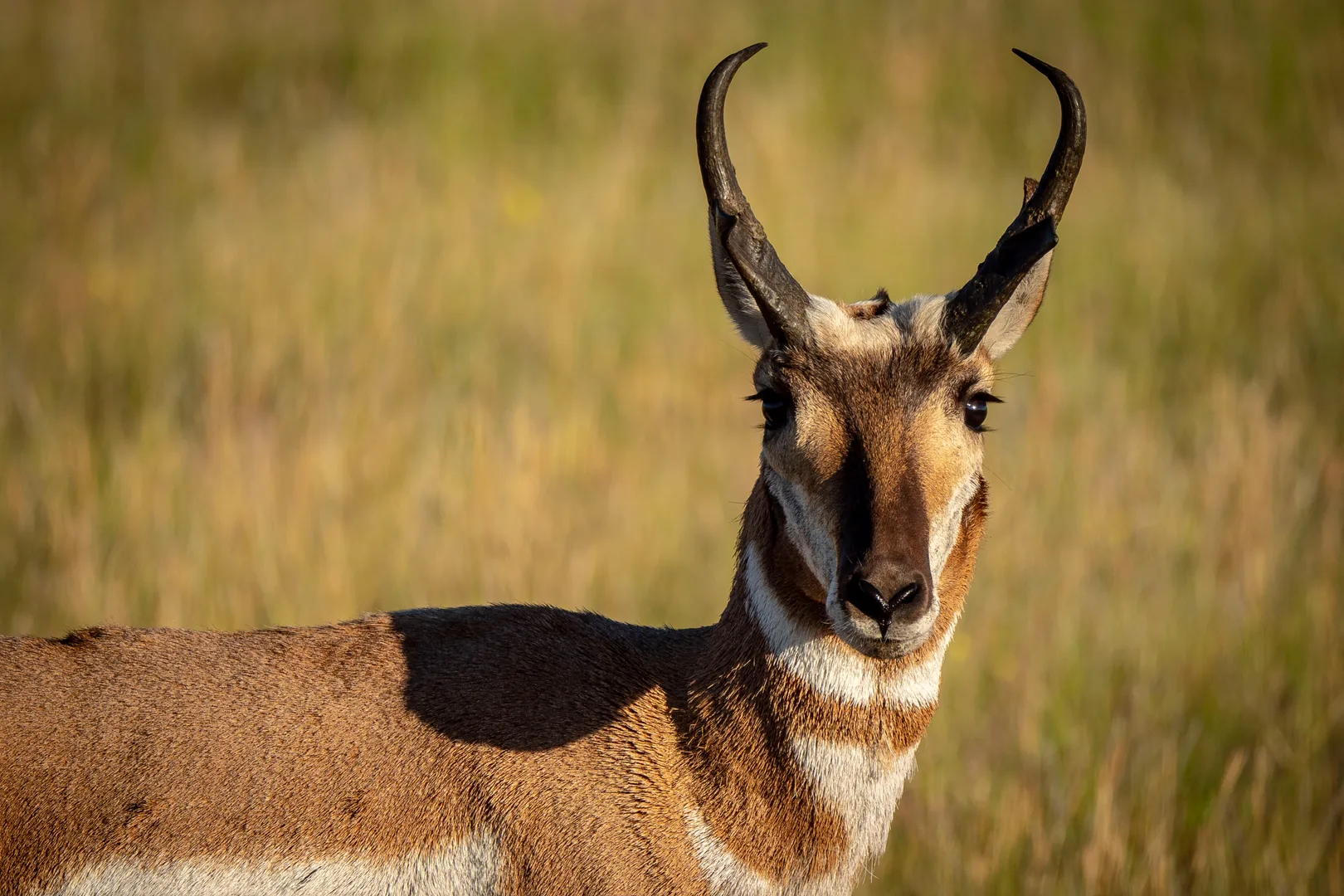 Pronghorn buck facing the camera, its black forked horns and white throat bands lit by the sun
