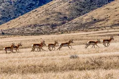 A herd of pronghorn running across dry sagebrush below a hillside