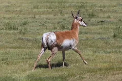 Pronghorn running through green grass with its white rump patch raised