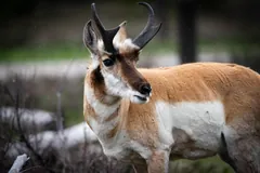 Close view of a pronghorn buck with horns and dark cheek patches