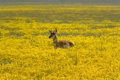 Pronghorn standing in a field of yellow wildflowers