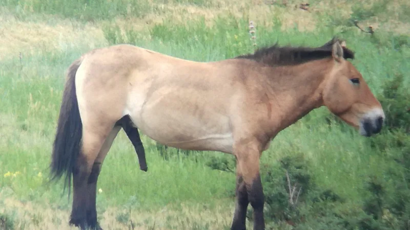 Stocky dun Przewalski's horse with an upright dark mane standing side-on in green grass