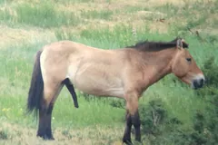 Stocky dun Przewalski's horse with an upright dark mane standing side-on in green grass