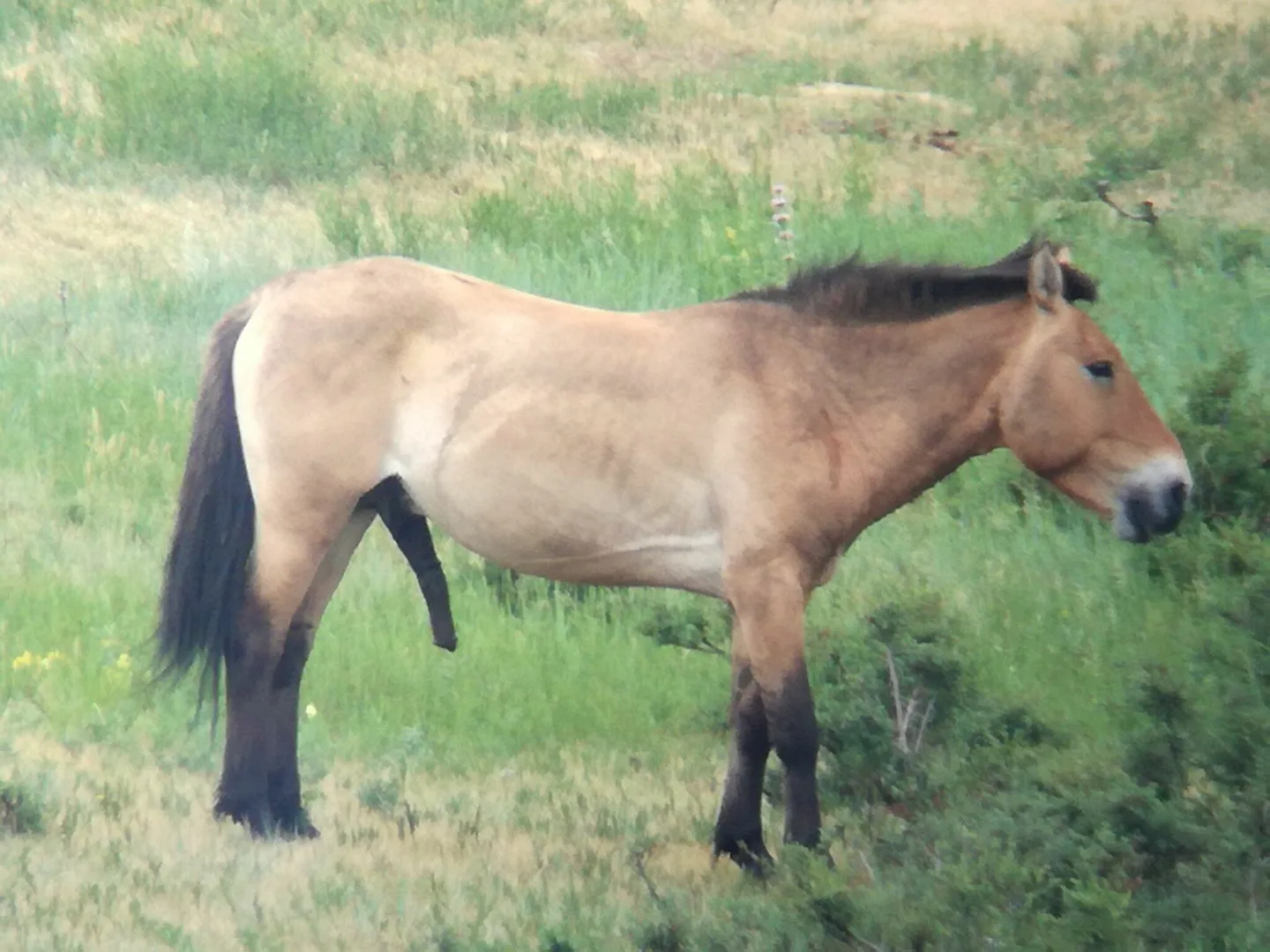 Stocky dun Przewalski's horse with an upright dark mane standing side-on in green grass
