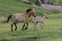 Przewalski's mare trotting across a grassy slope with a pale foal beside her