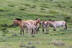 Harem group of Przewalski's horses with foals standing together on open grassland