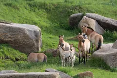 Przewalski's horses and foals resting among large boulders on a green hillside