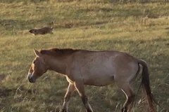 Przewalski's horse walking across dry golden steppe grass
