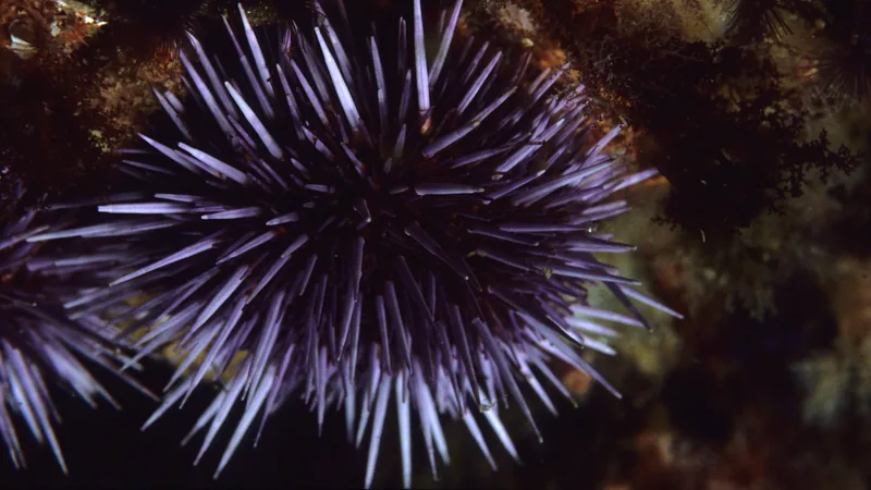 Purple Sea Urchin in this matchup